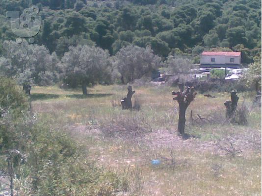 οικοπεδο στις αλωνες αγιας μαρινας-αιγινας